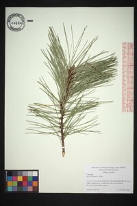 Pinus echinata image