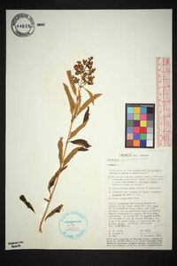 Buddleja parviflora image