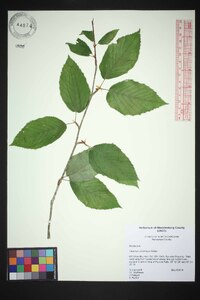 Carpinus caroliniana var. virginiana image