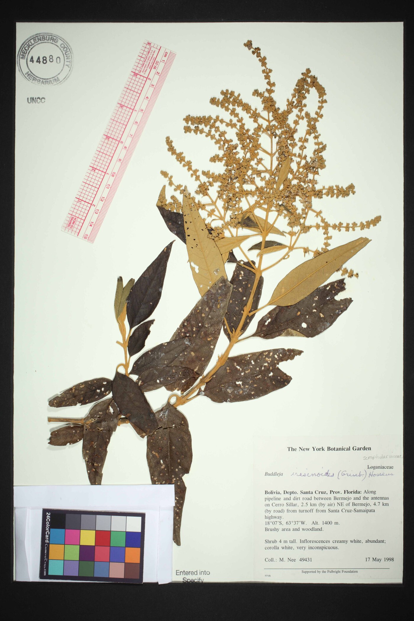 Buddleja iresinoides image