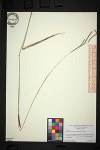 Paspalum dilatatum image