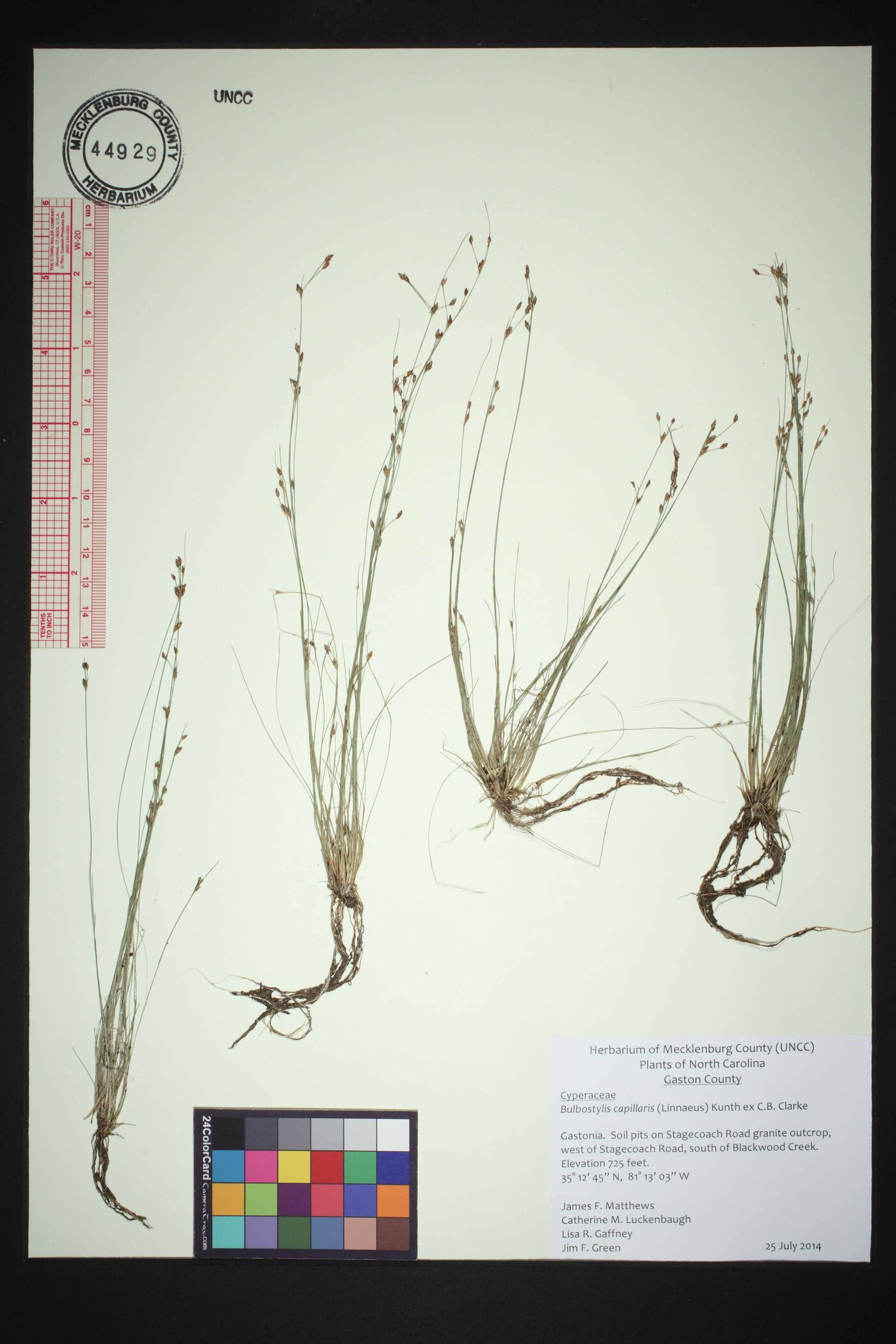 Bulbostylis capillaris subsp. capillaris image