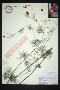 Coreopsis verticillata image