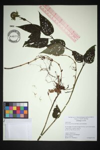 Monarda fistulosa var. fistulosa image