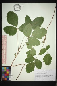 Toxicodendron pubescens image