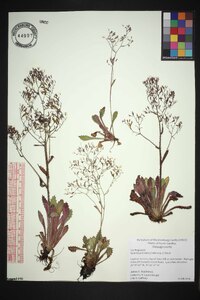 Saxifraga michauxii image