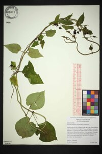 Matelea decipiens image