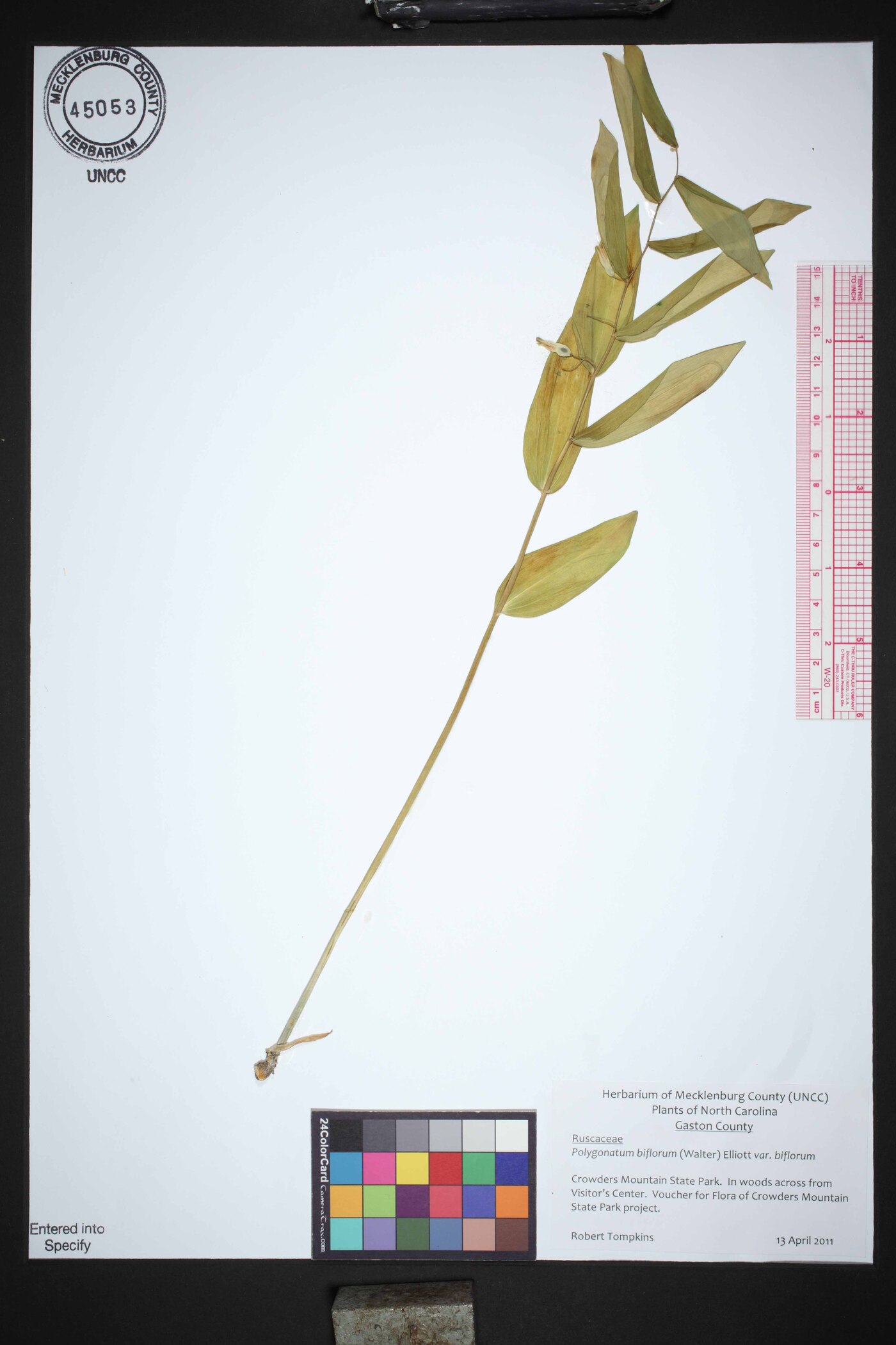 Polygonatum biflorum var. biflorum image