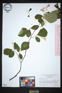 Styrax grandifolius image