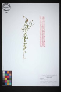 Polygala curtissii image