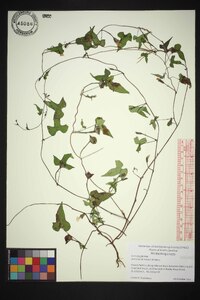 Ipomoea lacunosa image