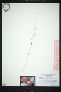 Polygala verticillata image