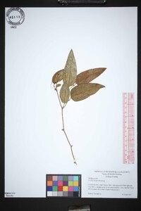 Smilax smallii image