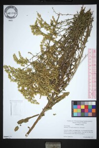 Solidago nemoralis var. nemoralis image