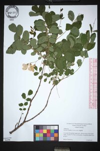 Robinia hispida image