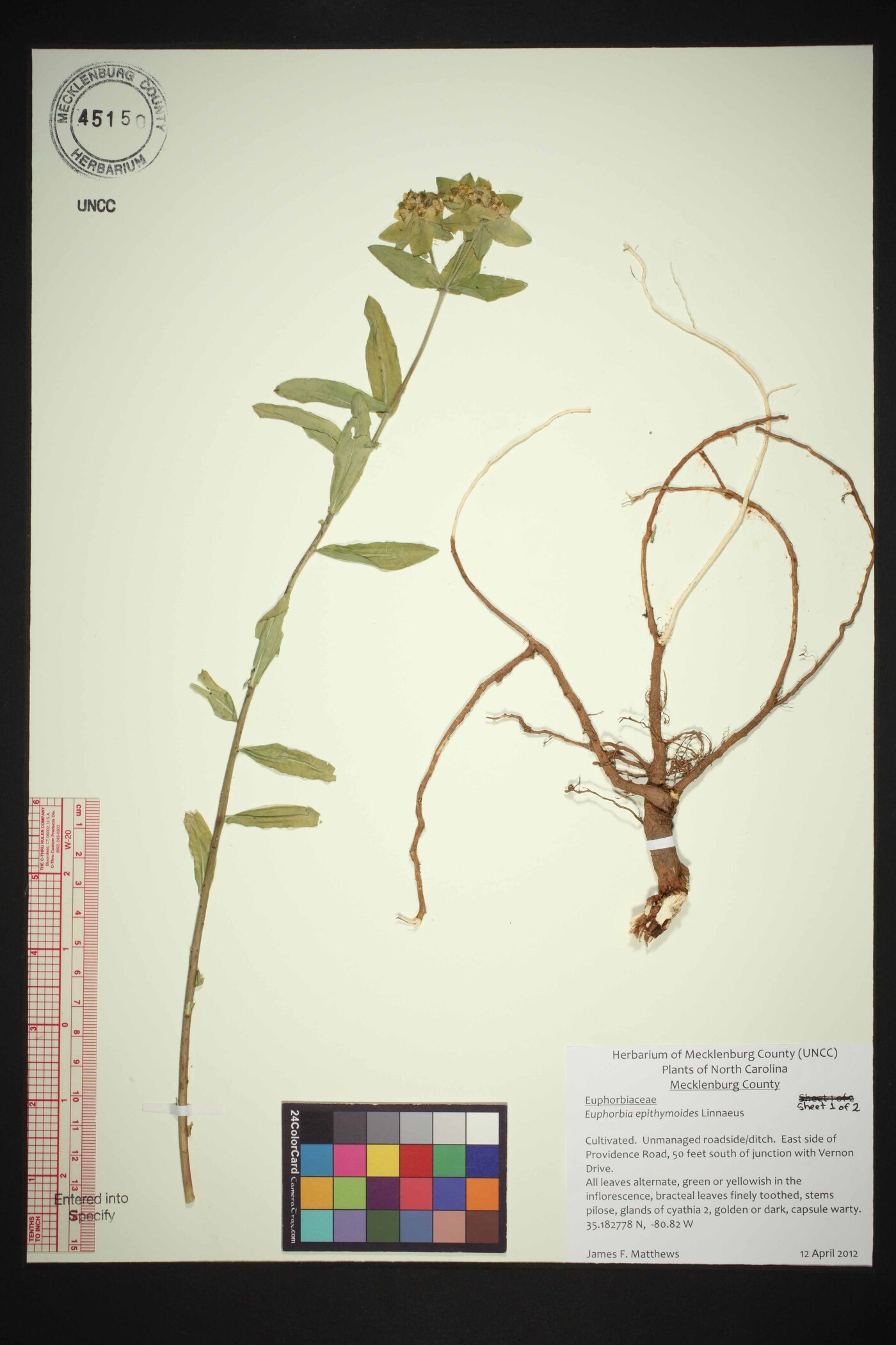 Euphorbia epithymoides image