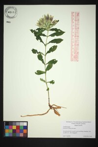 Gentiana villosa image