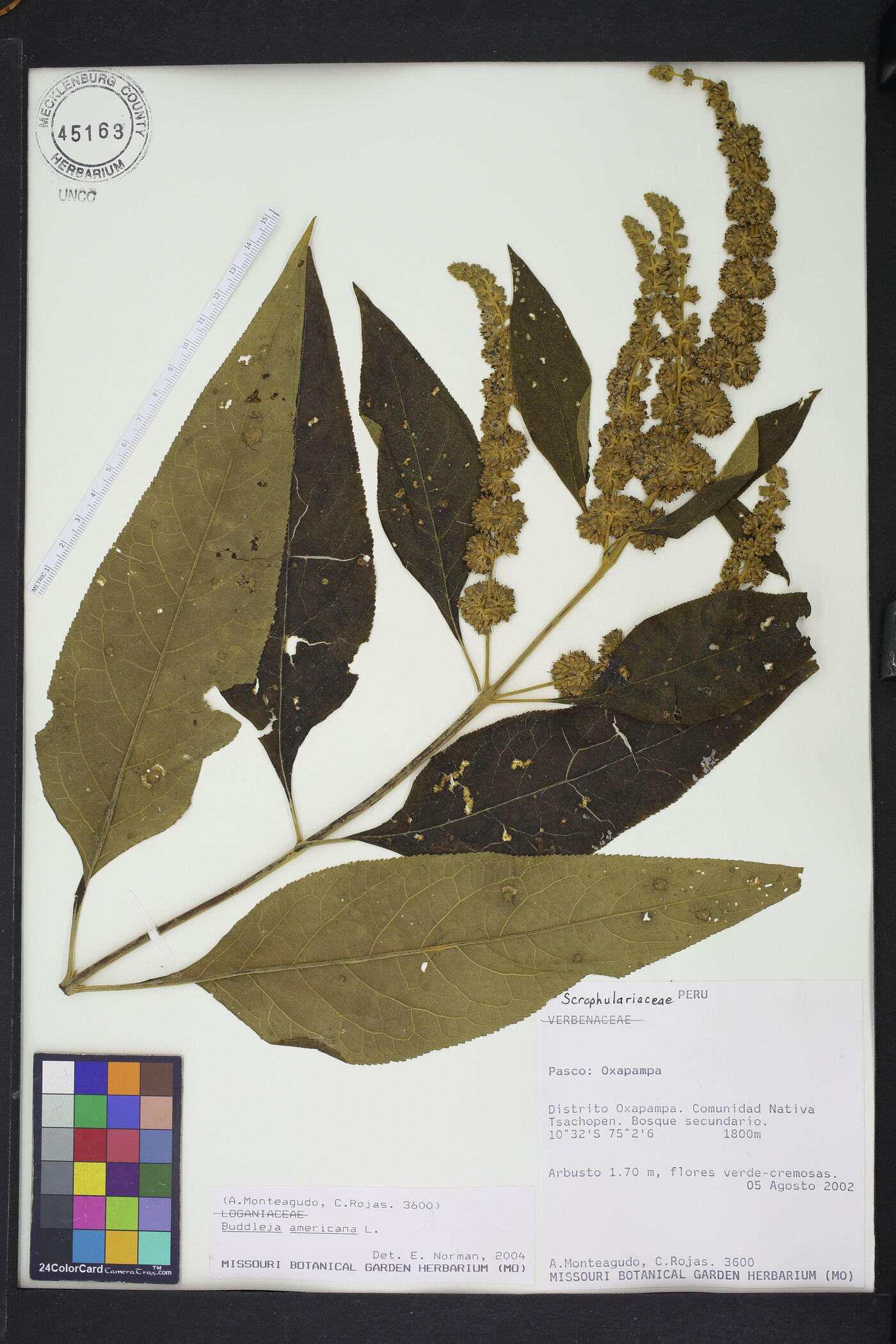 Buddleja americana image