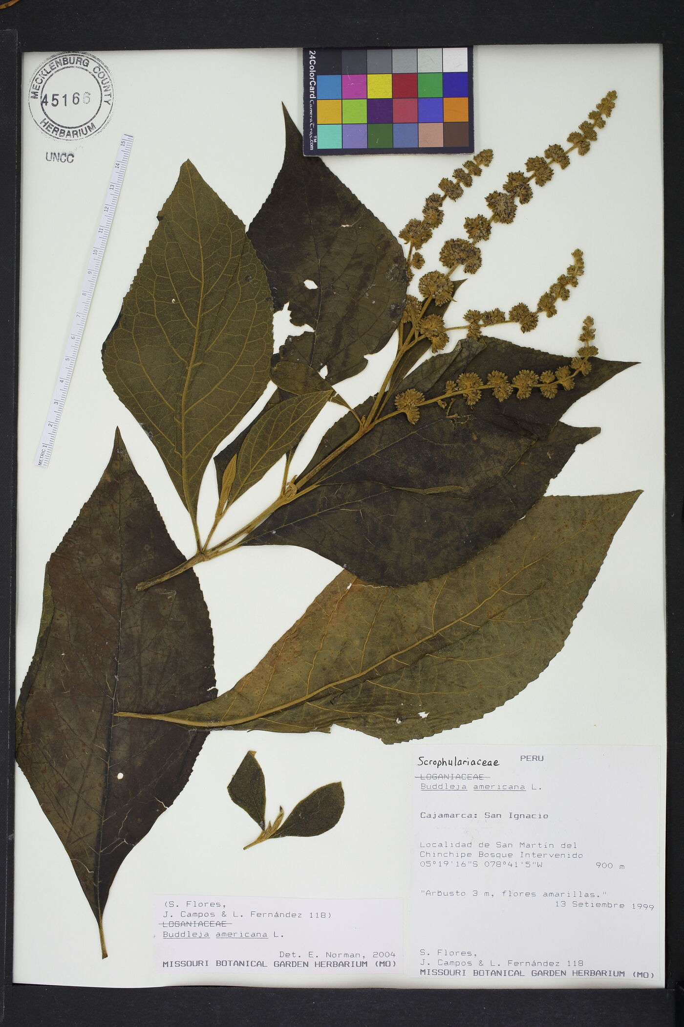Buddleja americana image