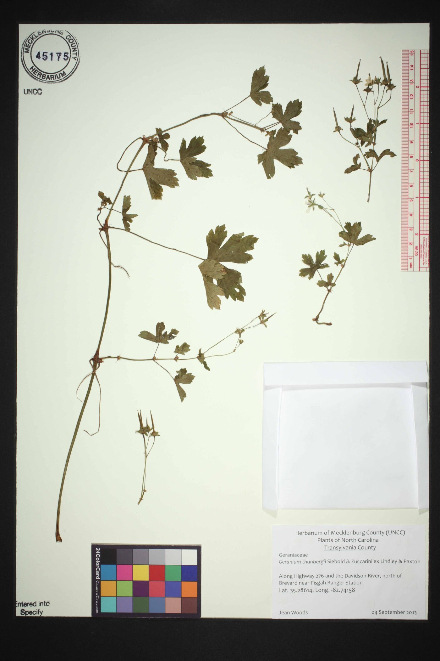 Geranium thunbergii image