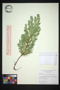 Juniperus communis var. depressa image