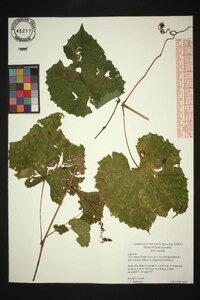 Vitis cinerea image