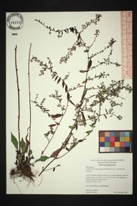 Symphyotrichum pilosum var. pilosum image