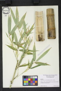 Phyllostachys aurea image