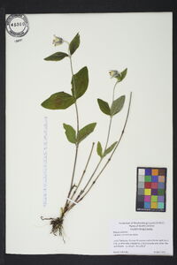 Clematis ochroleuca image