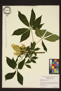 Aesculus sylvatica image