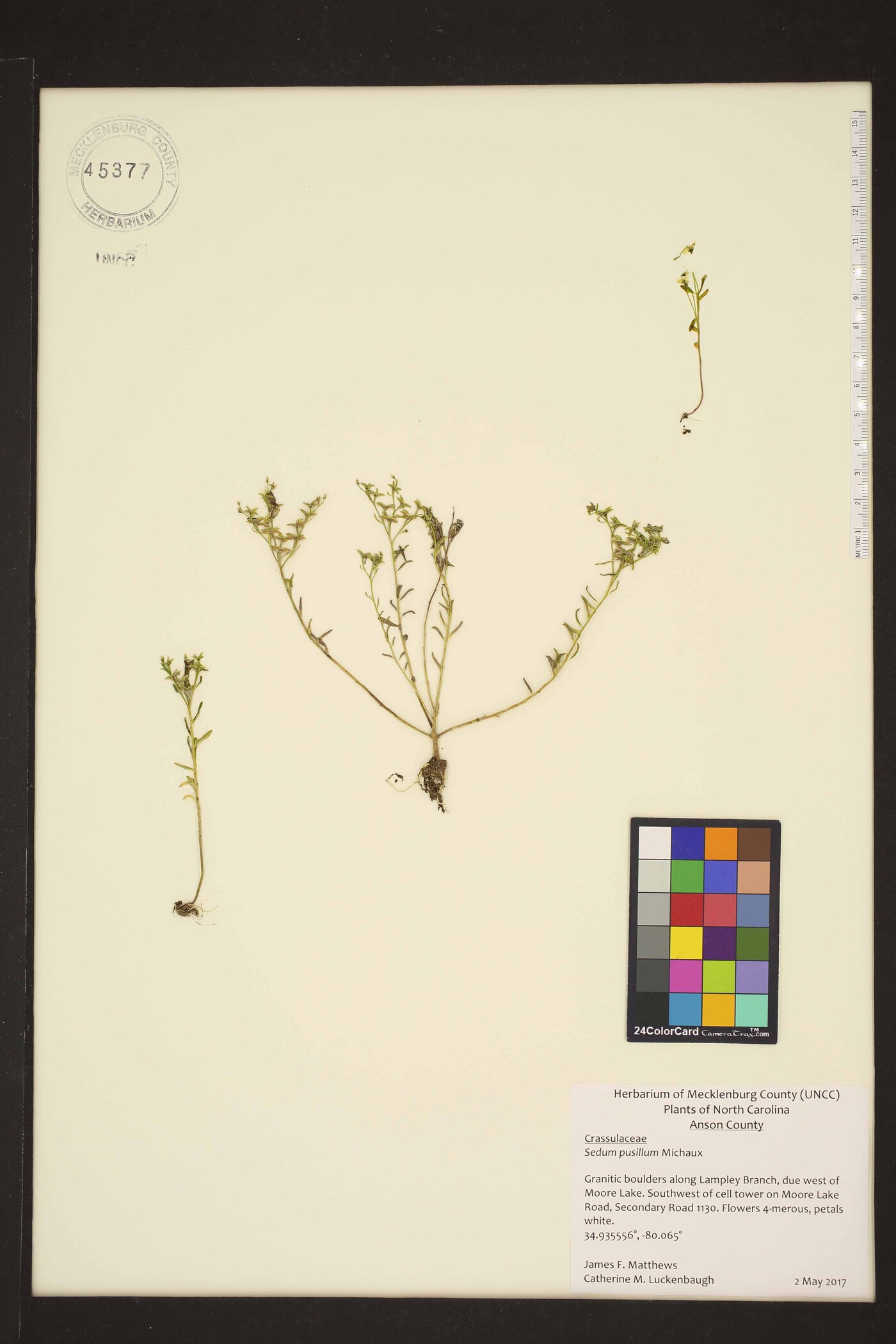 Sedum pusillum image