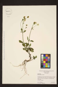 Bidens pilosa image