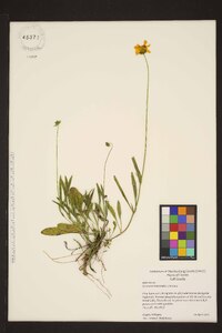 Coreopsis lanceolata image