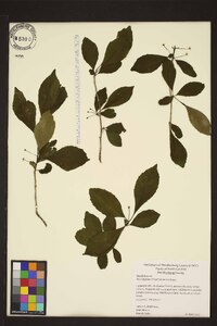 Ilex longipes image