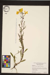 Oenothera fruticosa var. fruticosa image