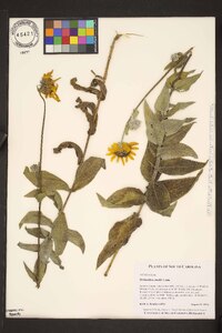 Helianthus mollis image