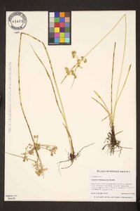 Cyperus surinamensis image