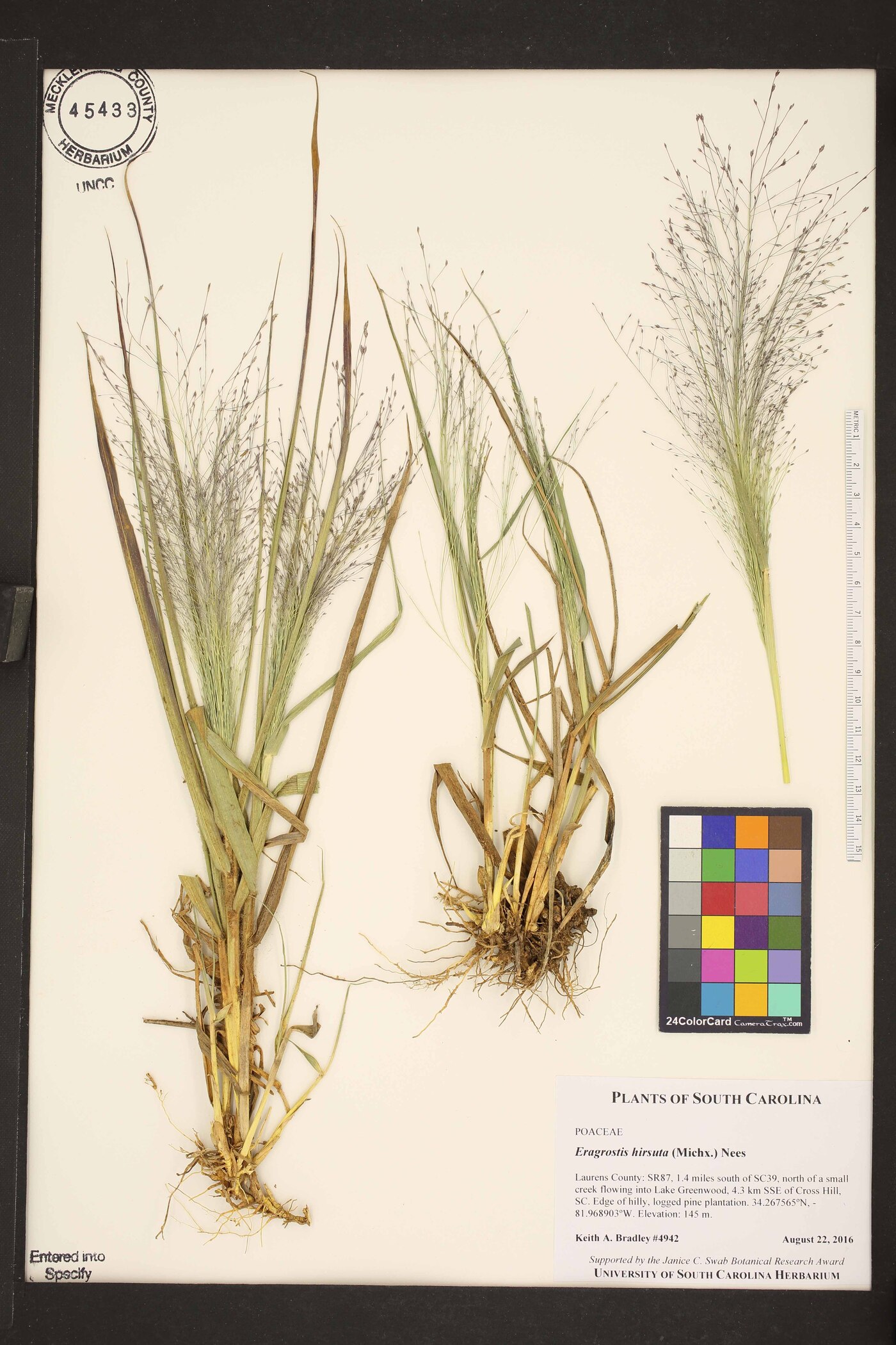 Eragrostis hirsuta image