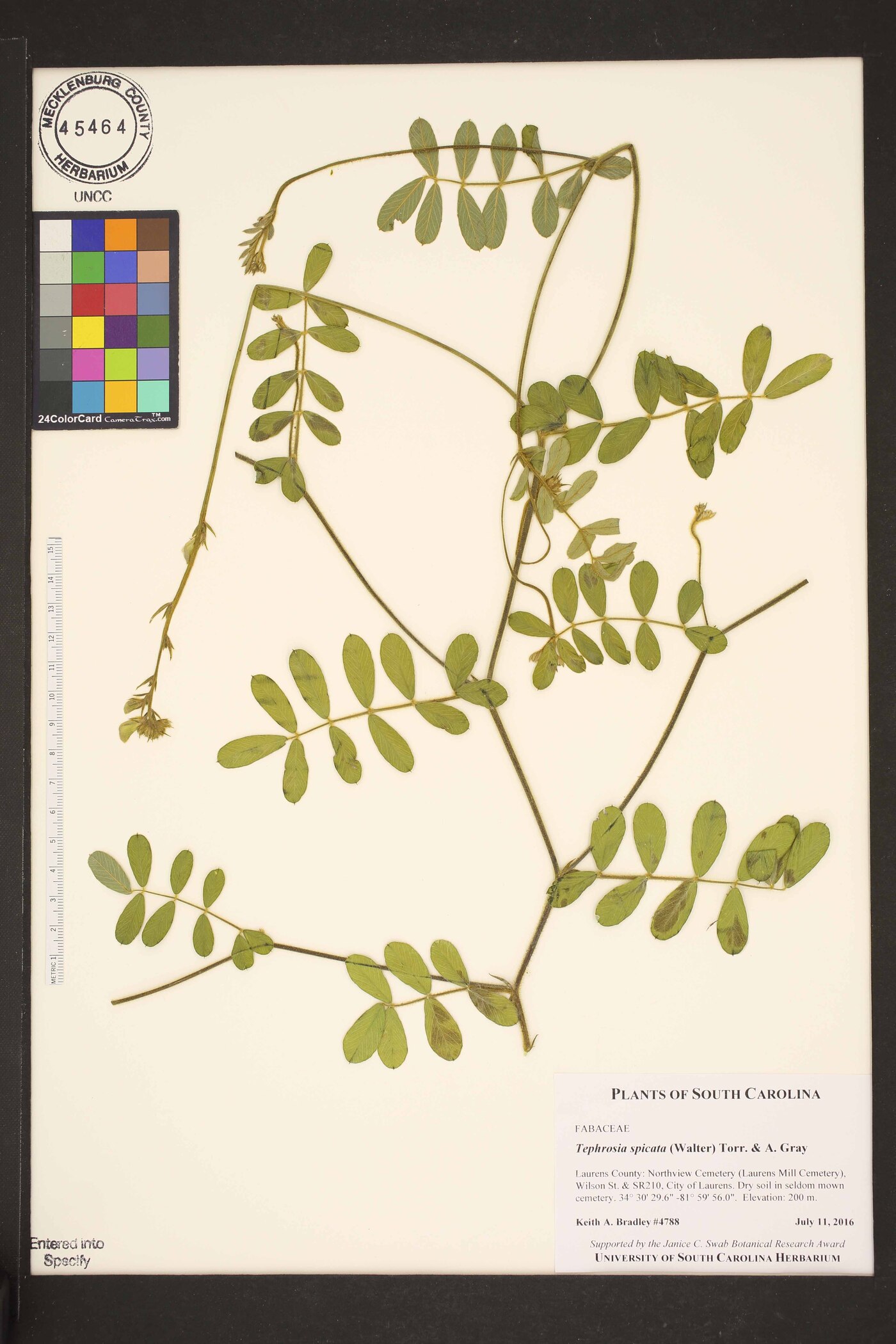 Tephrosia spicata image