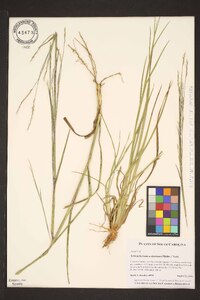 Schizachyrium scoparium var. scoparium image