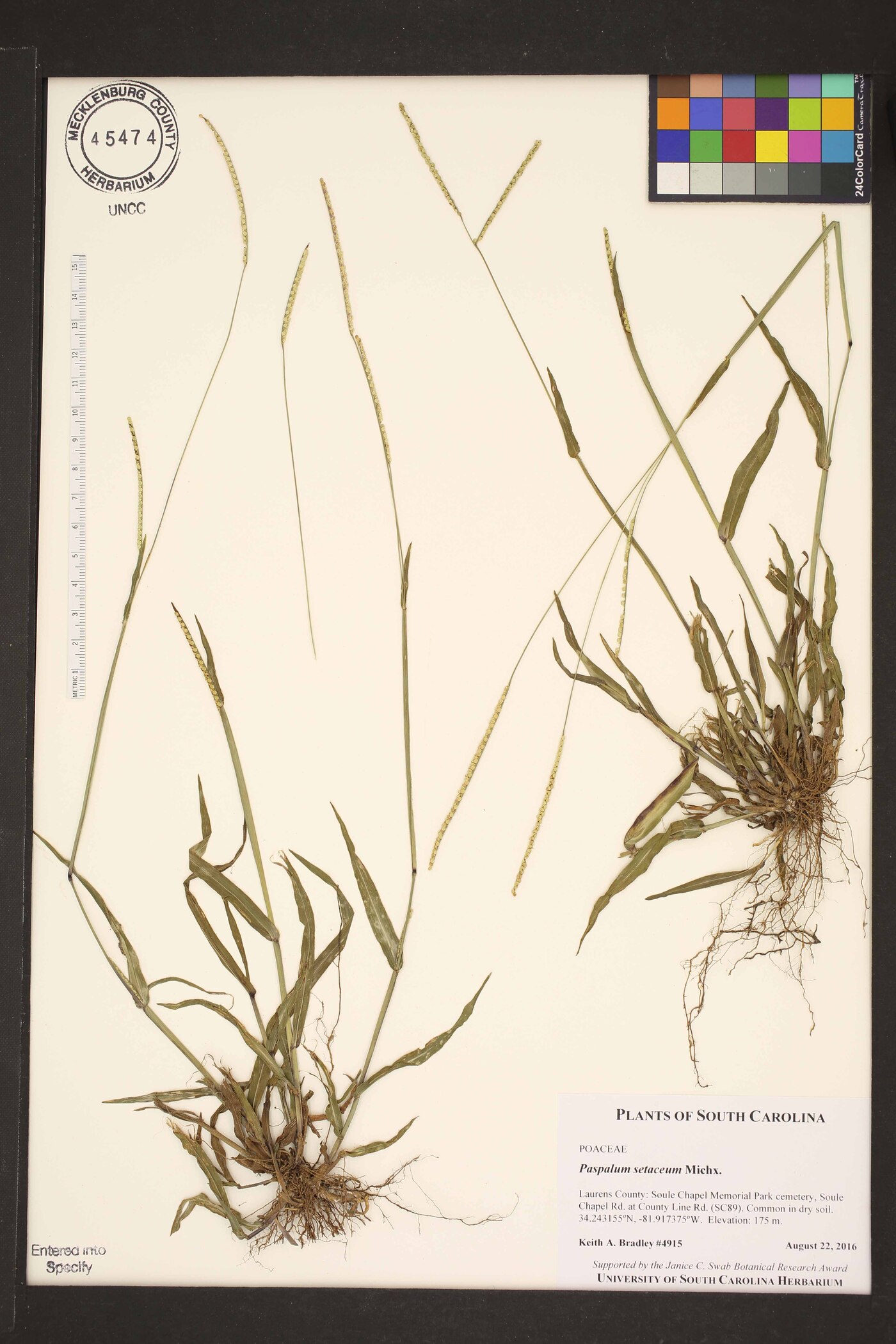Paspalum setaceum var. ciliatifolium image