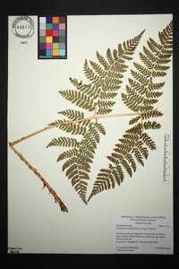 Dryopteris campyloptera image