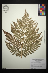 Dryopteris campyloptera image