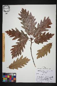 Quercus × saulii image