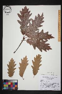 Quercus × saulii image