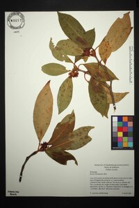 Illicium floridanum image