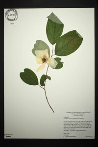 Stewartia ovata image