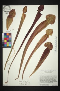Sarracenia x charlesmoorei image