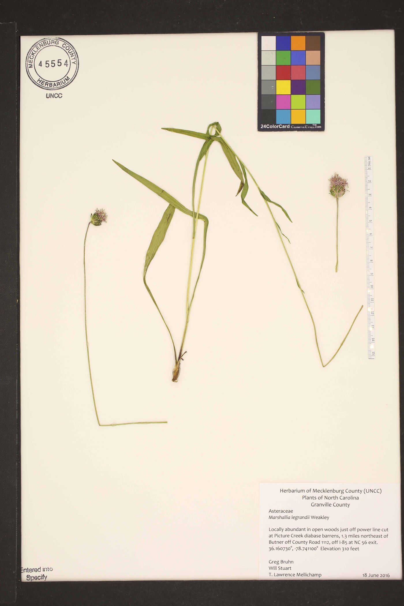 Marshallia legrandii image