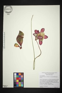 Sarracenia purpurea image